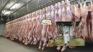 المجازر تستأنف نشاطها بعد العيد: وفرة اللحوم الحمراء وتحذير من تهافت المستهلكين