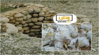 تيزنيت...كارثة بيئية تهدد صحة المواطنين بعد إفراغ دجاج نافق في بئر مهجور!! 