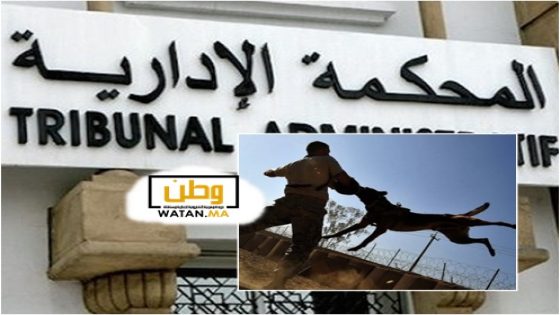 اشتوكة ايت باها ...الحكم بتغريم جماعة سيدي بيبي 18 مليون لفائدة مواطن تعرض لعضة كلب ضال