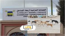 مجلس جماعة أربعاء الساحل يناقش مشاريع تنموية ويطالب بإحداث ملجأ للكلاب الضالة 