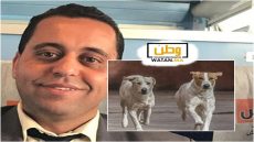 حماية الحيوانات بالمغرب ،دعوات لتفعيل اتفاقية 2019