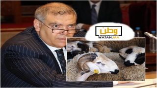 وزارة الذاخلية تدعو الولاة والعمال إلى جمع معطيات دقيقة حول القطيع الوطني