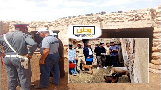 السلطات المحلية تشرع في عملية إحصاء القطيع بعمالة أكادير إداوتنان