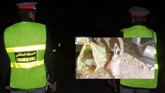 الدرك الملكي يوقف قناصاً متلبساً بفخ محظور بجبل الكست بوادي أملن