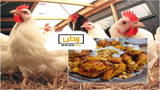 سعر الدجاج يستقر في 20 درهما للكيلوغرام