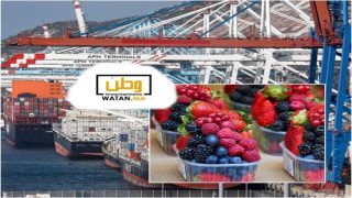 المملكة تدخل نادي الكبار في صادرات التوت الازرق