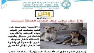 تيزنيت …الجمعية المغربية لحقوق الإنسان تصدر بلاغا حول تنامي خطر الكلاب الضالة