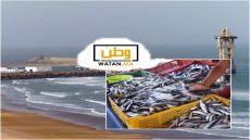 وفرة السردين تنعش ميناء سيدي إفني وتخفض الأسعار إلى 4 دراهم للكيلوغرام
