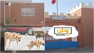 الركادة أولاد جرار تحت رحمة الكلاب الضالة… والساكنة تتساءل: أين الجماعة؟ وأين تدخل السلطات؟