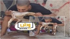توقيف صانع محتوى أثار غضب المغاربة بفيديو مثير للجدل خلال عيد الأضحى