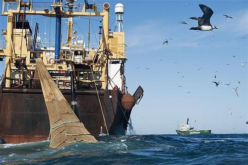 فضيحة مدوية : ضبط سفينة برلماني تنشط في الصيد الجائر