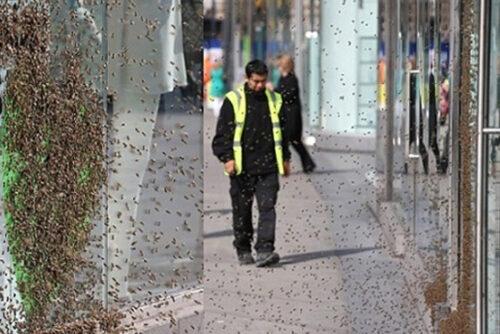 فيديو: هجوم خلية نحل على مجموعة من الفتيات بالشارع العام بطنجة