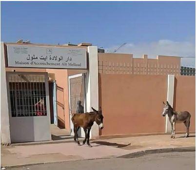 فضيحة : الحمير جنباً إلى جنب مع النساء الحوامل في مركز للولادة بأيت ملول.