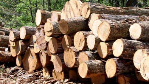 أكادير. جريمة بيئية جراء قطع أشجار عمرها يتجاوز 100 سنة
