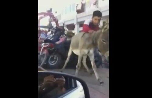 فيديو: يشعل الفيسبوكيين والمغاربة اعتقال حمار بتهمة مخالفة السير، وأبوه يسارع إلى إنقاذه بالدارالبيضاء
