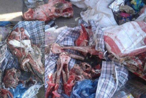 فيديو: فضيحة العثور على لحوم حمير تم ذبحها واستعمالها في السندويشات